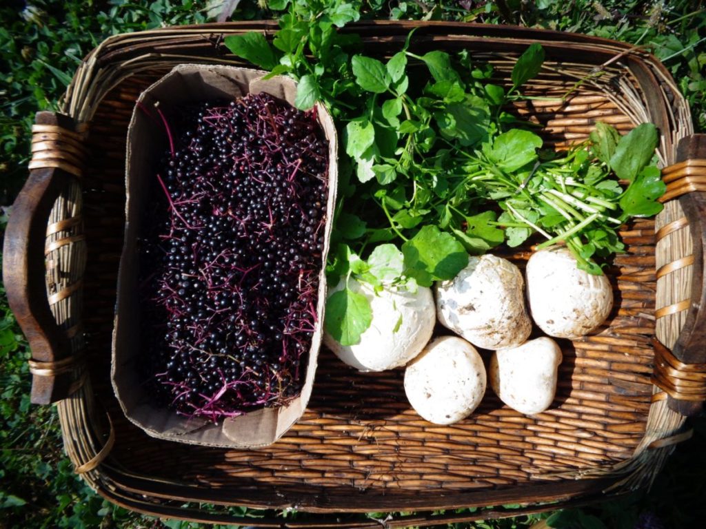 Foraging Tools and Techniques: Harvesting Wild Food Sustainably