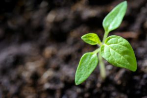 Biointensive Gardening : A Productive and Sustainable Method for Small Spaces