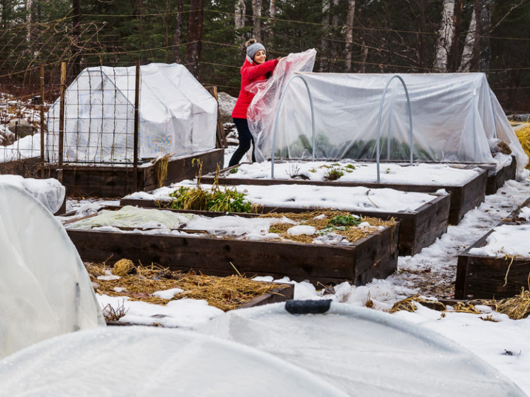 Extending Your Growing Season: Techniques for Fall and Winter Gardening