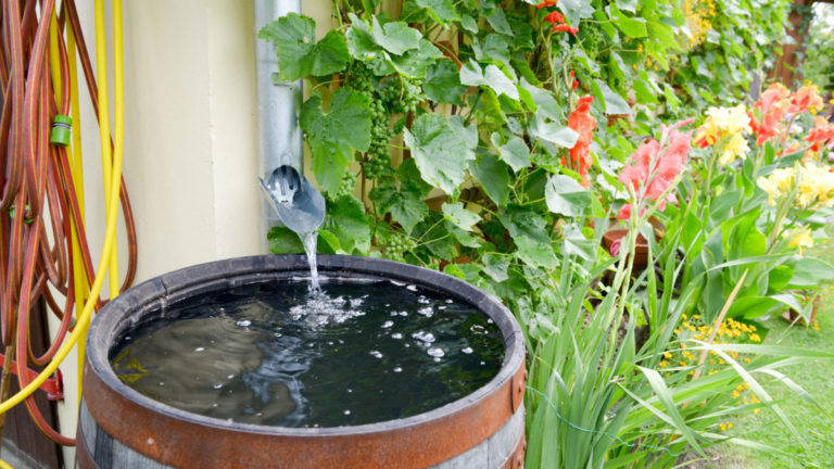 Greywater vs. Rainwater: Which is Best for Your Off-Grid Homestead ...