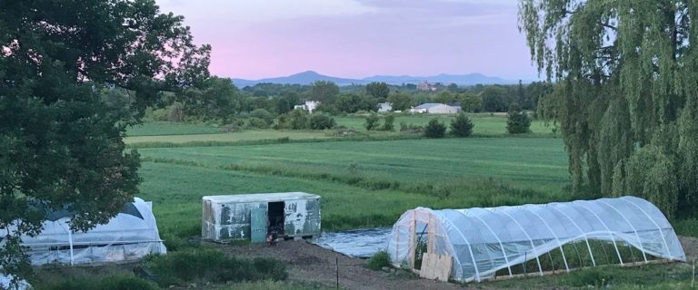 How to Build a Passive Greenhouse for Year-Round Produce in the Desert