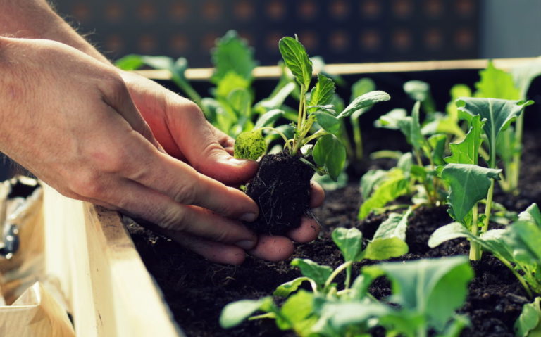 How to Build a Raised Bed for Maximum Vegetable Yield (in Just One Weekend)