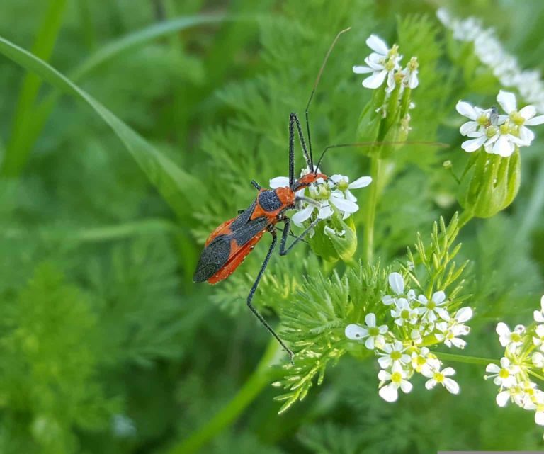 How to Identify and Eliminate Common Pests in Your Off-Grid Garden