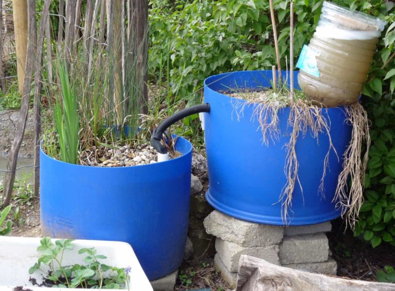 The Best Plants for Growing with Greywater in Off-Grid Gardens