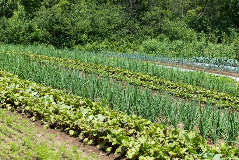 The Future of Food: How Off-Grid Permaculture is Revolutionizing the Way We Grow and Eat