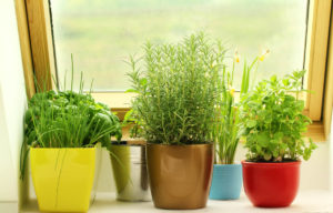 The Top Herbs to Grow in Your Greenhouse for Natural Health Benefits