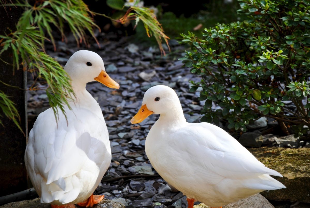 The Ultimate Guide to Raising Ducks for Meat and Egg Production ...